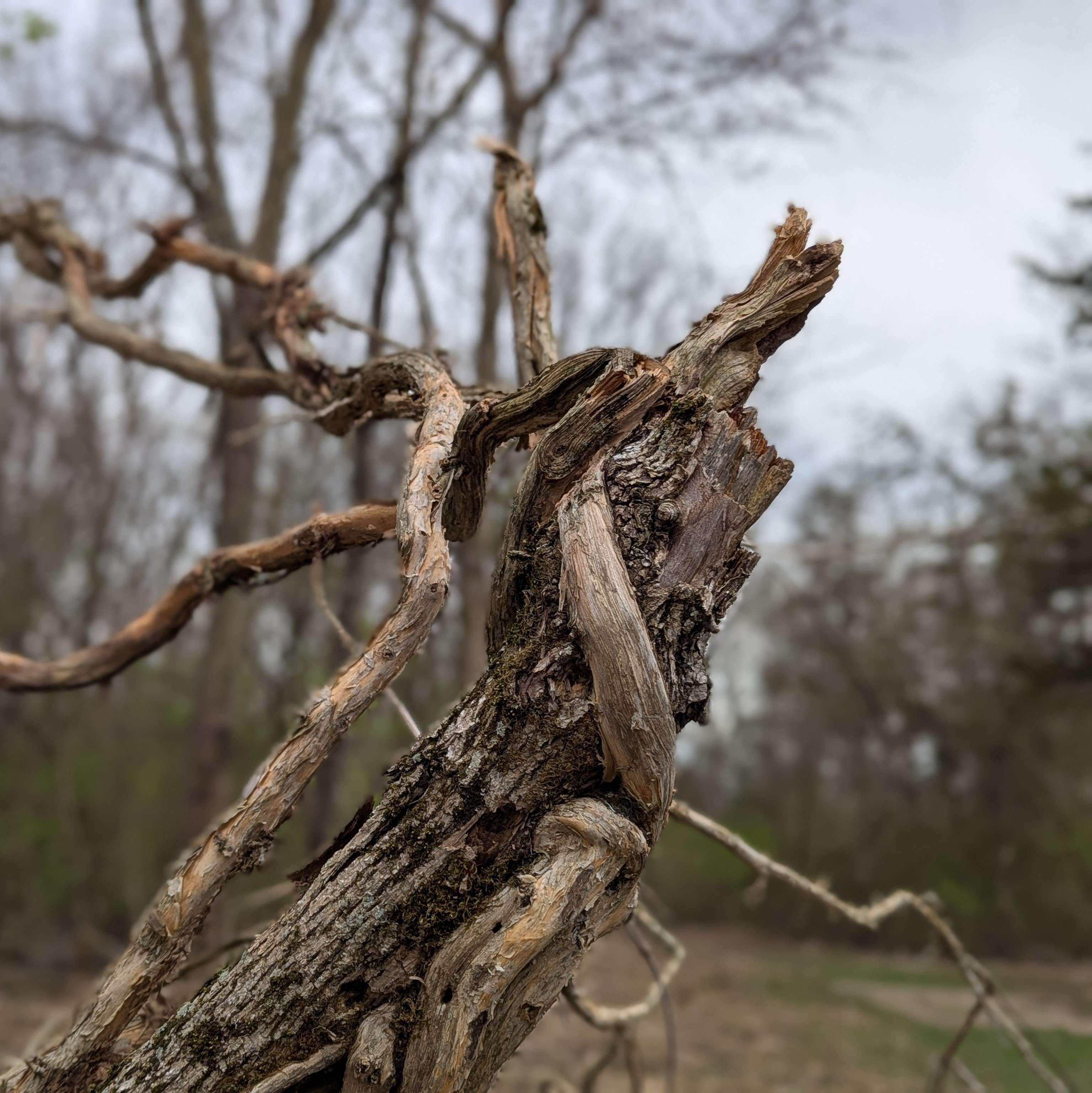 Image of a gnarled and twisted husk of a tree, half-rended by vines.